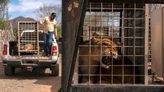 保護区の動物たちも逃げ出す、ギャングの暴力横行する土地から大移動　メキシコ・シナロア州