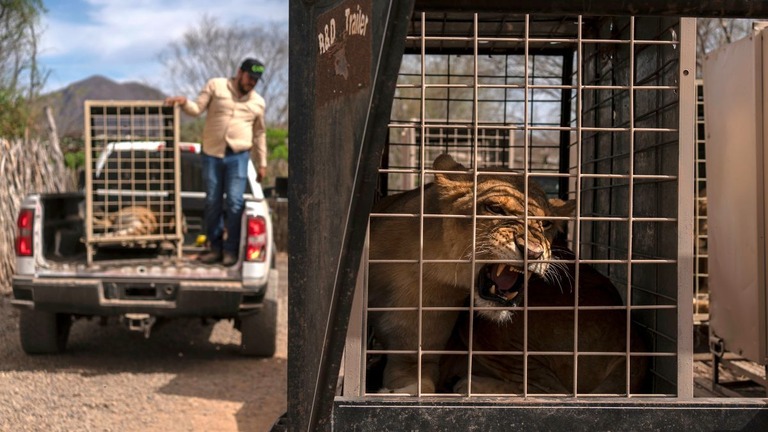 メキシコ・クリアカンにある野生動物保護区からの出発を待つライオン/Felix Marquez/AP
