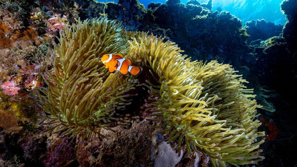 カクレクマノミは海水温の上昇に反応して体を縮めることが明らかになった/Smith