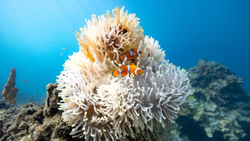 海洋熱波の期間中、体を縮めることでカクレクマノミの生存率は上昇したという/Smith
