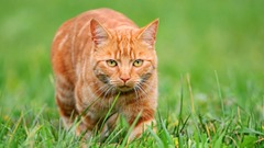 茶トラ猫が特別な理由、遺伝子変異の調査で解明　米研究