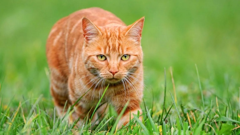 研究の結果、茶トラ猫の遺伝子にば独特の変異が生じていることが明らかになった/Tambako the Jaguar/Moment RF/Getty Images
