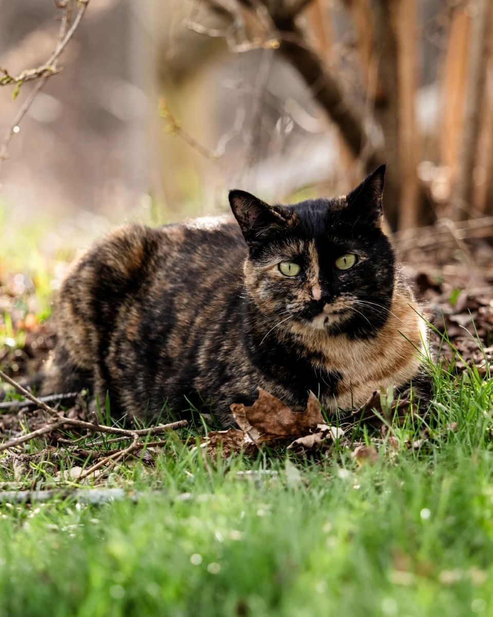 茶トラ猫はオスの方が圧倒的に多い。猫を含む哺乳類はメスがXX、オスがXYの染色体を持っているが、メスが全身オレンジ色になるためには両親から受け継ぐ両方のX染色体にオレンジ色の特徴が備わっている必要がある/Laurie LaPorte/Moment RF/Getty Images