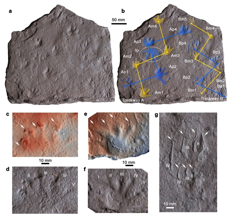 石の上に残された足跡の分析が行われた/Long et al