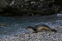 ギリシャやモーリタニアのような地域では、チチュウカイモンクアザラシは何世紀にもわたる迫害が原因で浜辺を放棄し、目立たない場所にある海洋洞窟を繁殖や休息の場として使うようになった。ただ、かつての習性を少しずつ取り戻し始めている兆しもある。「開けた浜辺での出産や授乳が再び確認されている」とツィアカロス氏は説明。「人間の態度が改善されるにつれアザラシたちも自信を取り戻し、元の行動様式へと戻りつつある」と話す