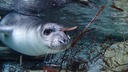 絶滅の縁から復活、つぶらな瞳のチチュウカイモンクアザラシ