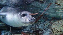 絶滅の縁から復活、つぶらな瞳のチチュウカイモンクアザラシ
