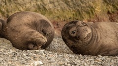 現在では、チチュウカイモンクアザラシははるかに目立たない存在になっている。主に地中海東部で見つかり、最大の個体群はギリシャやトルコ、キプロスの海岸線や隠れた洞窟に生息する。アフリカ北西部モーリタニア沿岸のカボ・ブランコにも別の個体群が存在している。ギリシャ・モンクアザラシ調査保護協会（ＭＯｍ）のディミトリ・ツィアカロス氏は、カボ・ブランコでは今でも全てのモンクアザラシが身を寄せ合う大きなコロニーが見られると述べ、「これが古代のモンクアザラシたちが取っていた行動だ」と説明する