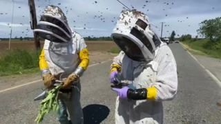 米ワシントン州で、巣箱を運んでいたトラックが横転し、ミツバチ数百万匹が逃げ出す出来事があった
