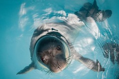 近年の保護活動により希望が芽生えているものの、チチュウカイモンクアザラシの未来は依然として不透明だ。孤立され分断された個体群は生息地の劣化、汚染、疾病、深刻化する気候変動の影響といった脅威に継続的にさらされている。「監視と対策を続ける必要がある」とツィアカロス氏は訴え、「チチュウカイモンクアザラシの未来については慎重ながら楽観視している。それが我々の心の持ち方だ。できれば、この種を本来の場所に戻すことができれば」と語った