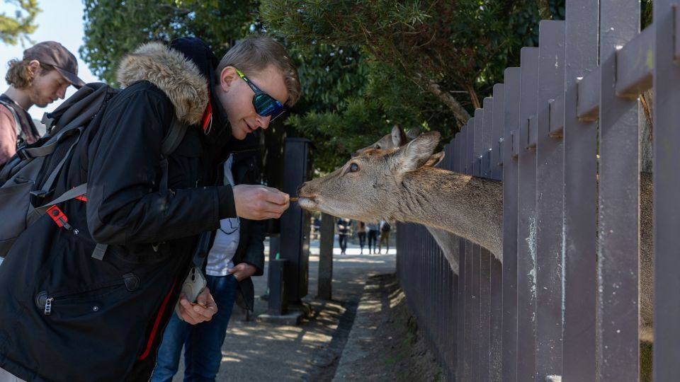 奈良公園の鹿に餌を与える旅行客/Buddhika Weerasinghe/Getty Images
