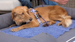 １６０キロを旅した保護犬、島まで泳いで海上で救助　保護主と無事再会　英