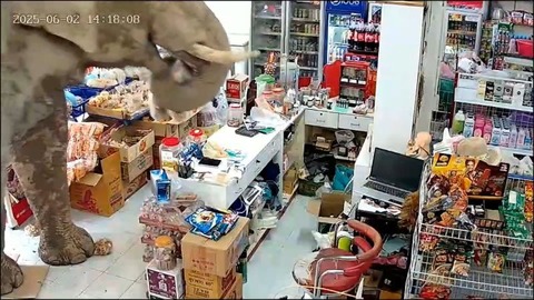 野生のゾウがおやつを求めてコンビニに来店