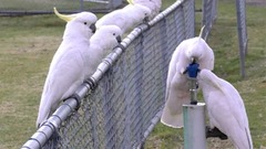 賢さで知られるキバタン、飲用噴水操作して水飲む行動を研究　豪シドニー