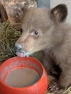 生後２カ月の子グマを保護、クマの衣装で世話する理由は　米