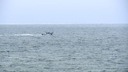 小型機が海上に墜落、６人死亡　米サンディエゴ