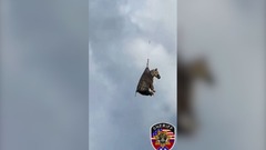 逃げたシマウマ捕獲、ヘリを使って空輸　米テネシー州