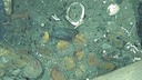 「至高の」難破船に積まれた財宝、新たな画像で明らかに　コロンビア沖