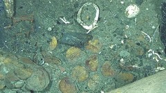 「至高の」難破船に積まれた財宝、新たな画像で明らかに　コロンビア沖