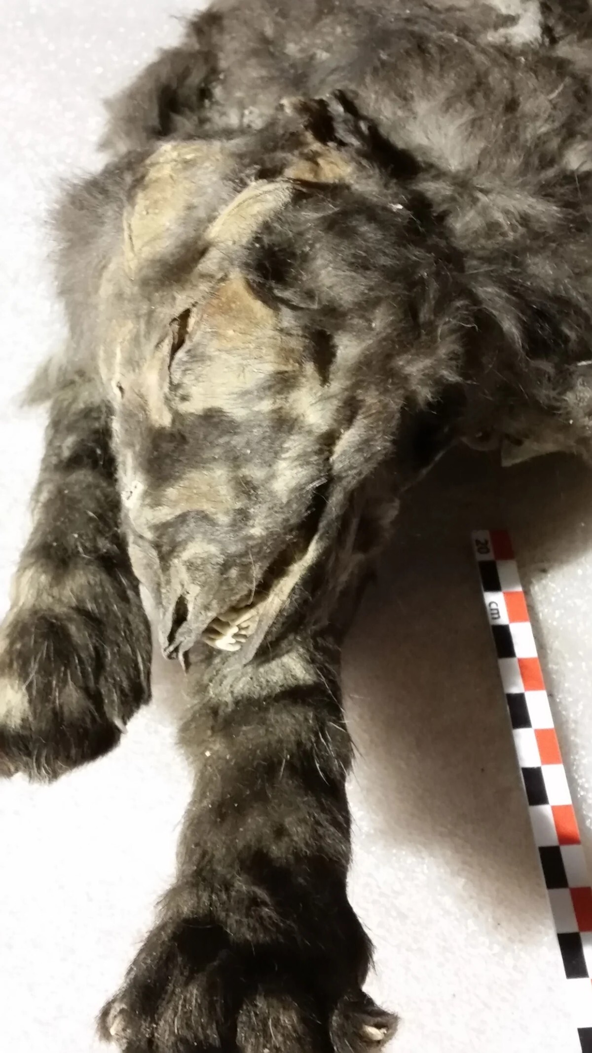 胃の内容物が良い状態で残されていた/Mietje Germonpré, Royal Belgian Institute of Natural Sciences