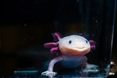 ウーパールーパーが手足を再生させる仕組み、解明へ新たな一歩
