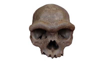 中国で発見された「竜人」のＤＮＡ、デニソワ人の顔を明らかに
