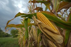 米国の主要食用作物、温暖化で今世紀中に生産量半減か　新研究