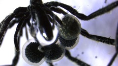 メタンを「栄養源」とするウミグモ、海底で初めて見つかる