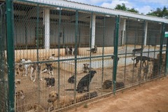 モロッコＷ杯に向け大量の野犬を殺処分　射殺も横行、住民に被害も