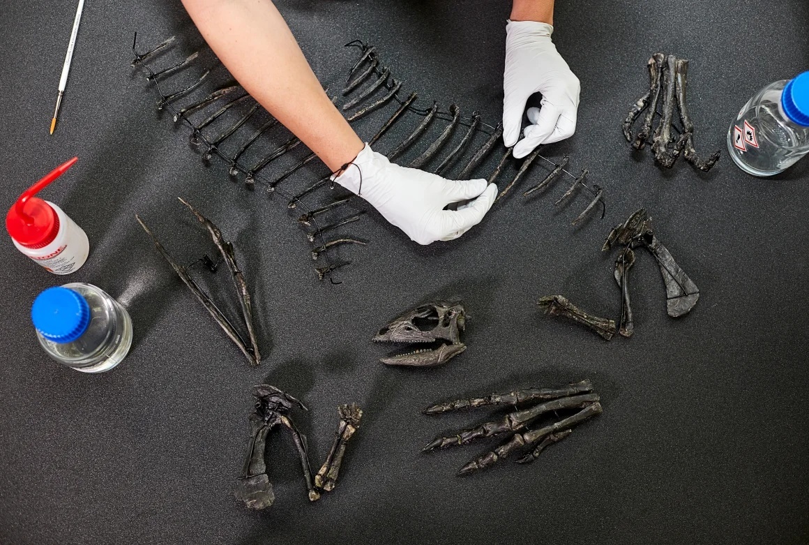 骨格には頭がい骨が欠けているため、展示用に再建された/Lucie Goodayle/Trustees of the Natural History Museum