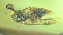 息をのむ琥珀の化石、ドラマのような菌類が恐竜時代に生きていた可能性を示唆