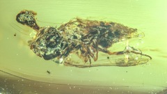 息をのむ琥珀の化石、ドラマのような菌類が恐竜時代に生きていた可能性を示唆