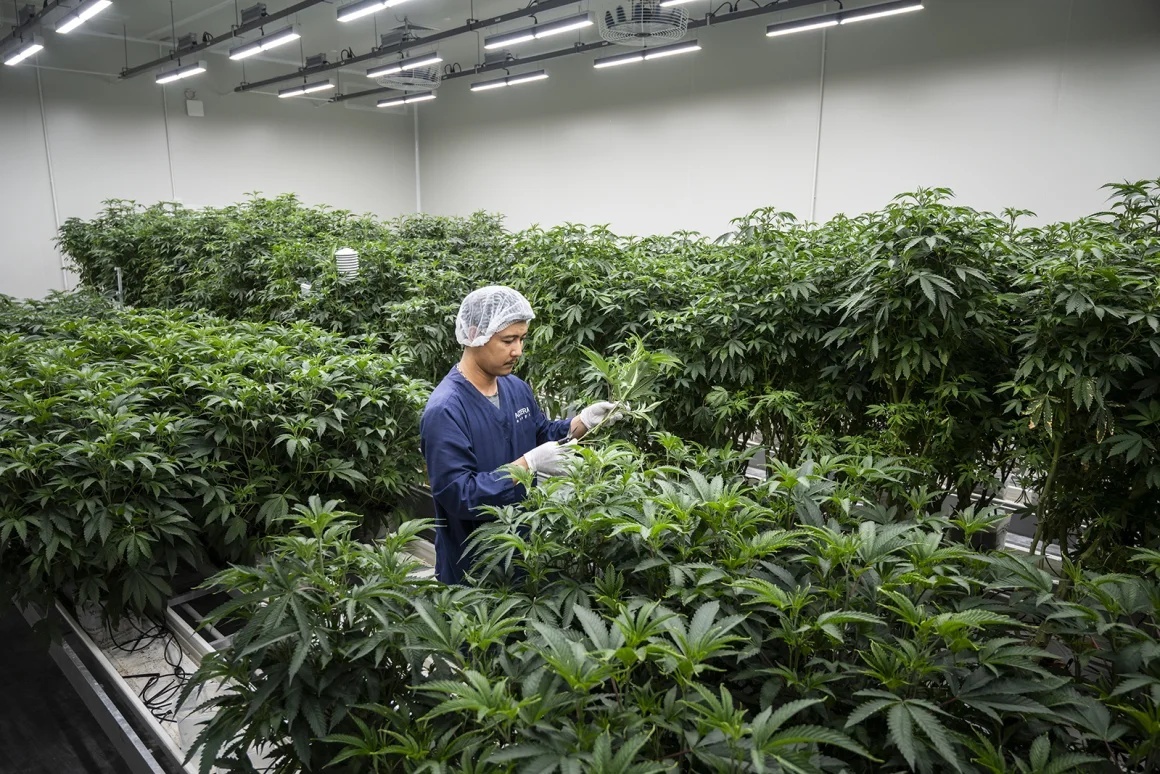 バンコク郊外の大麻栽培施設=2024年/Sirachai Arunrugstichai/Bloomberg/Getty Images