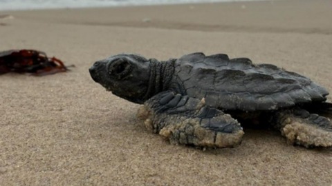 メキシコの海岸に漂着するスペースＸのロケット残骸、絶滅危惧のウミガメに影響の懸念