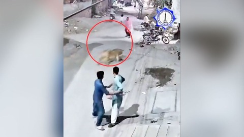 ペットのライオンが壁を飛び越え住民襲う、子どもら３人負傷　パキスタン