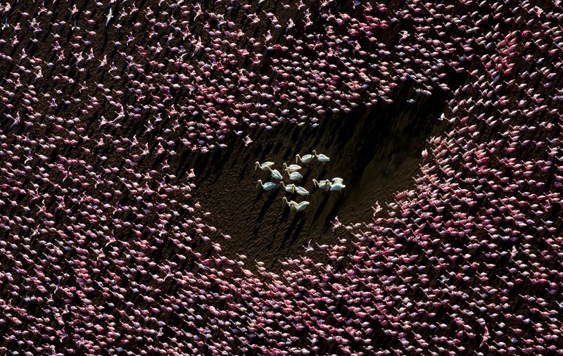フラミンゴとペリカンを捉えた写真。3位入賞/David Swindler/The Inaugural International Aerial Photographer of the Year
