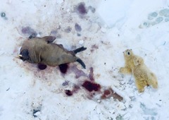 スバールバル諸島でホッキョクグマと死んだセイウチを撮影した写真。ドローン賞を受賞