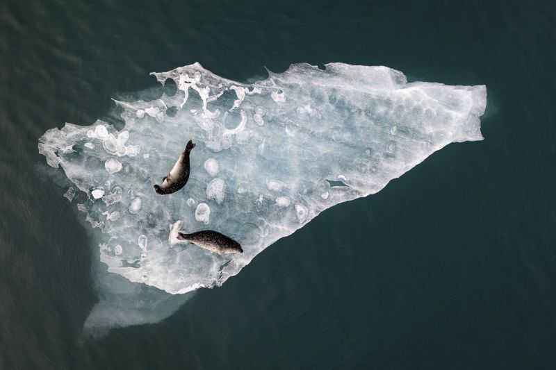 アイスランド南部のヨークルスアゥルロゥン氷河湖の氷の上でくつろぐアザラシの写真。審査委員長賞を受賞/Fabien Guittard/The Inaugural International Aerial Photographer of the Year