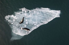 アイスランド南部のヨークルスアゥルロゥン氷河湖の氷の上でくつろぐアザラシの写真。審査委員長賞を受賞