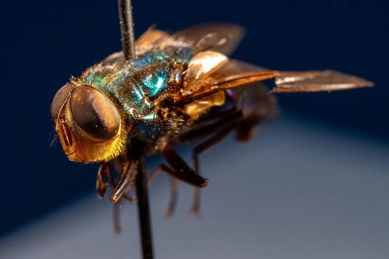 新世界ラセンウジバエの成虫は青緑色のメタリックな外骨格をしている/Michael Miller/Texas A&M AgriLife