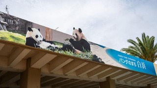 パンダの町として知られる和歌山・白浜から、最後のパンダ４頭が中国に返還された