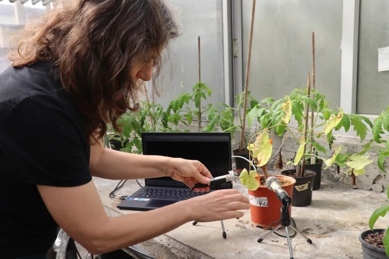 研究チームは特殊な機材を使って植物が発する音を検出した/Tel Aviv University