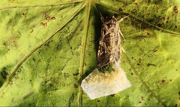 エジプトヨトウというガは、超音波を発する植物よりも、静かな植物に産卵することを好むことが分かった/Tel Aviv University
