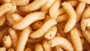 ネアンデルタール人の食生活、ウジ虫三昧だった？　新たな研究が示唆