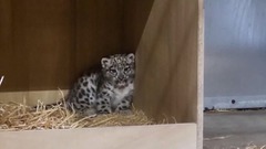 希少なユキヒョウの赤ちゃん誕生、９４年の歴史で初　英動物園