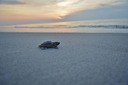 海を見つけるのに苦労するカメの赤ちゃん、州間高速道路の巨大な照明が原因　米ジョージア州
