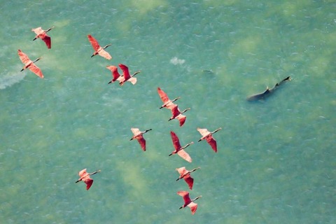 サメの上空を舞うピンクのヘラサギ、息をのむ写真が「マングローブ写真賞」の大賞に