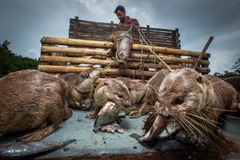 カワウソ漁は、訓練されたカワウソを使って魚を捕る古代の漁法だ。この写真は漁獲の分け前にあずかるカワウソと漁師の姿を捉えたもので、生計部門で受賞した