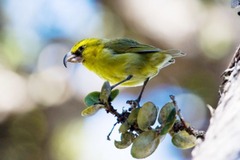 ハワイで毎週５０万匹の「蚊」を上空から投下、その狙いは