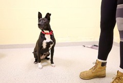 涙ながらにペットを手放す飼い主、全米で急増　景気悪化の痛ましい兆候